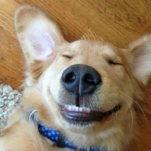 Meet your Posher, Posh